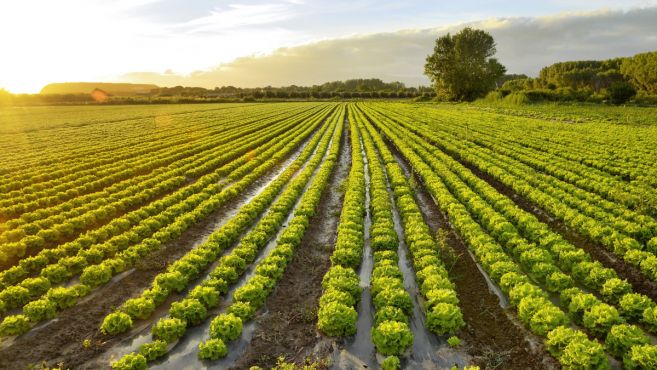 Brasil desarrolla probióticos de uso agrícola a partir de cepas avícolas: innovación para suelos más sanos y cultivos más fuertes