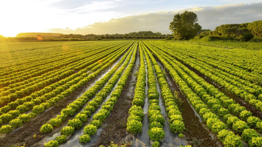 Brasil desarrolla probiticos de uso agrcola a partir de cepas avcolas: innovacin para suelos ms sanos y cultivos ms fuertes