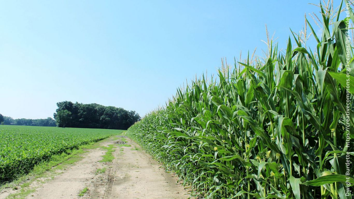 USDA Crop Progress Report Highlights Corn, Soybeans, Wheat, Oats Trends for June 23.