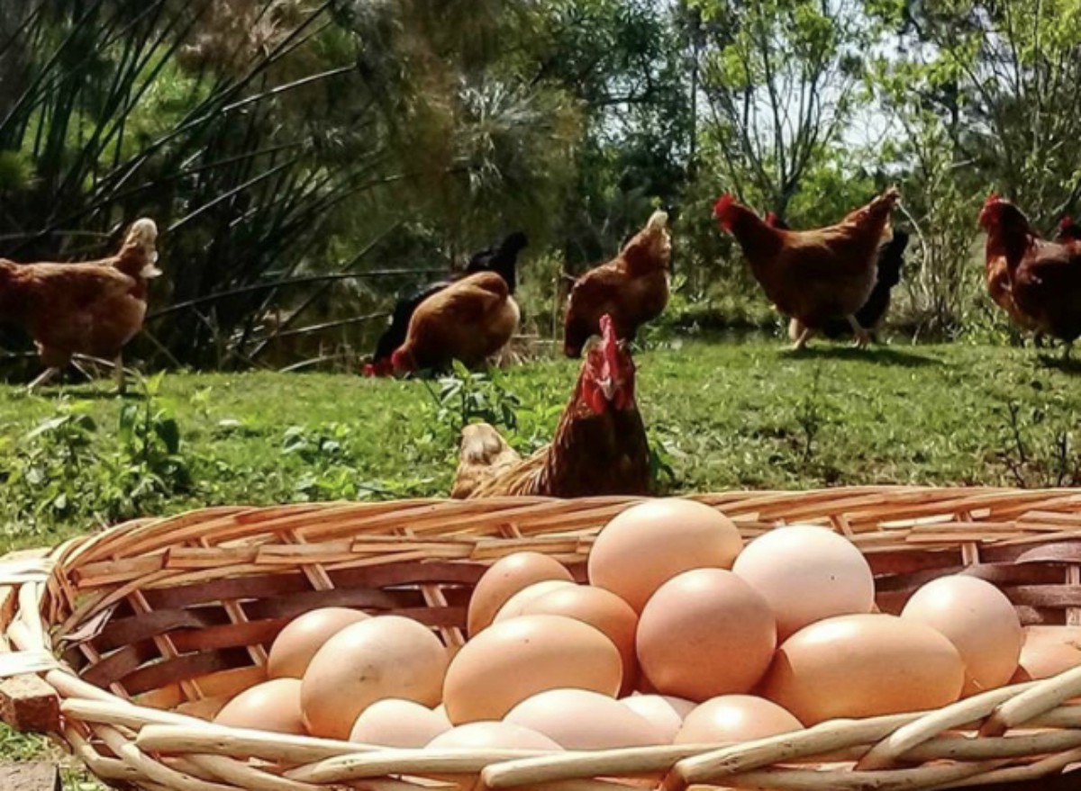 Clara de Huevo: el superalimento que tu salud aún no descubrió