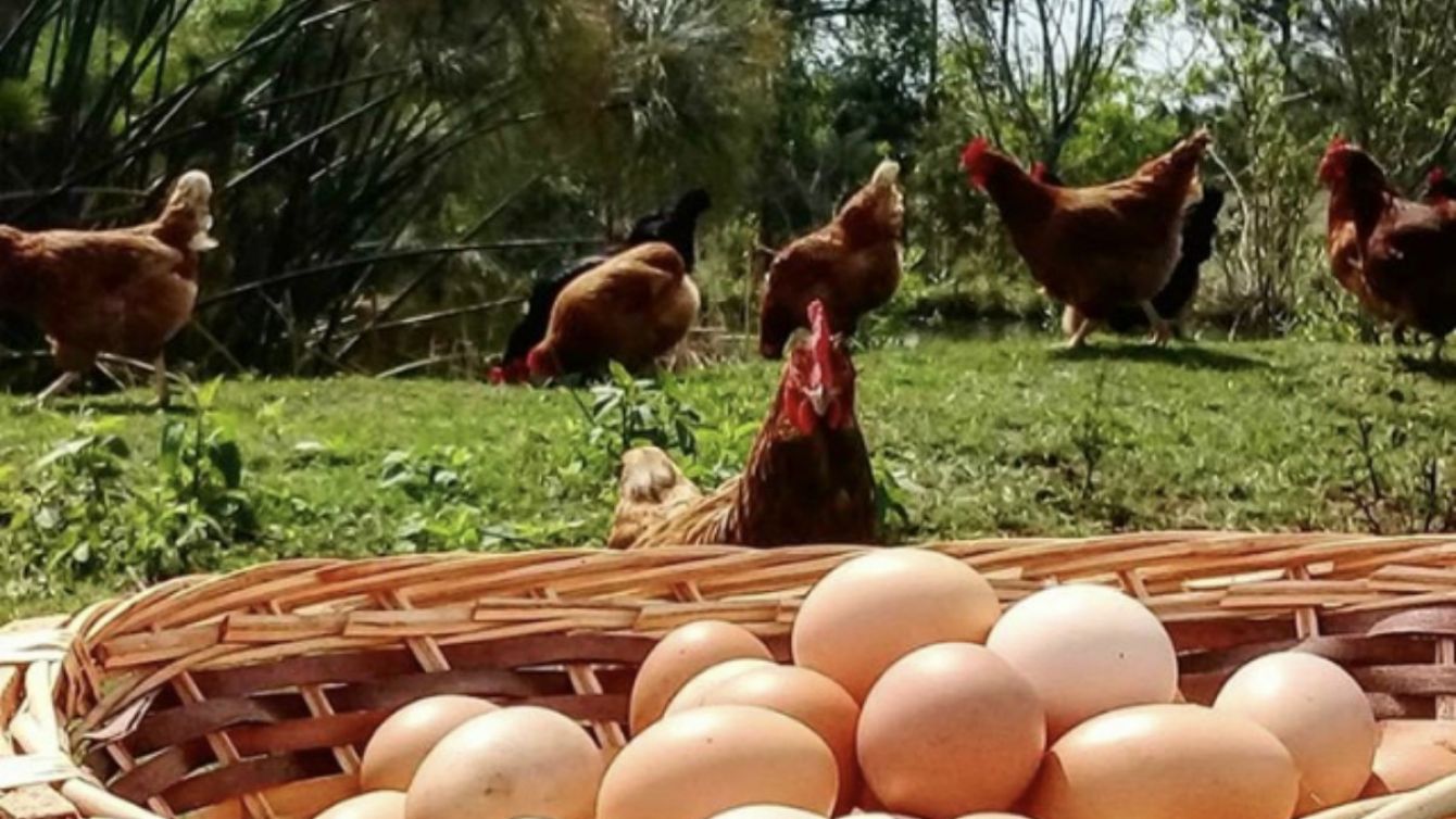 Clara de Huevo: el superalimento que tu salud aún no descubrió
