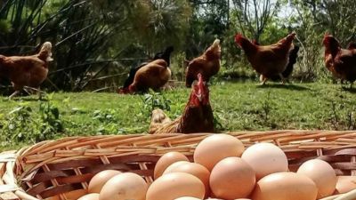 Clara de Huevo: el superalimento que tu salud aún no descubrió