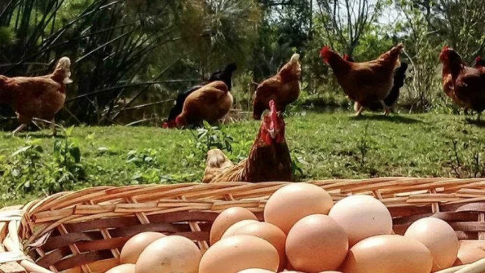 Clara de Huevo: el superalimento que tu salud an no descubri