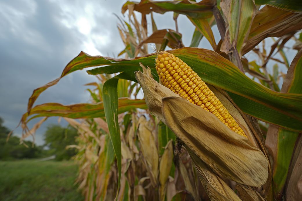 July Outlook: Goodbye rain, hello heat for U.S. Crops