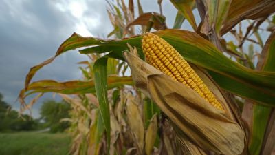 July Outlook: Goodbye rain, hello heat for U.S. Crops