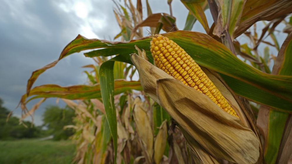 July Outlook: Goodbye rain, hello heat for U.S. Crops