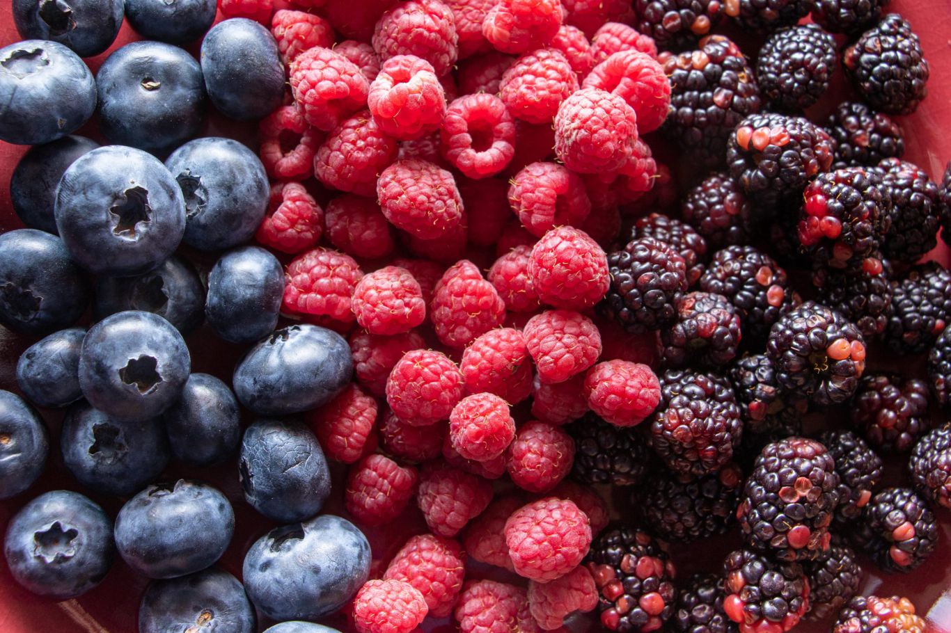 Berries peruanas: el fruto que conquista mercados y ya está entre los cinco grandes del agro