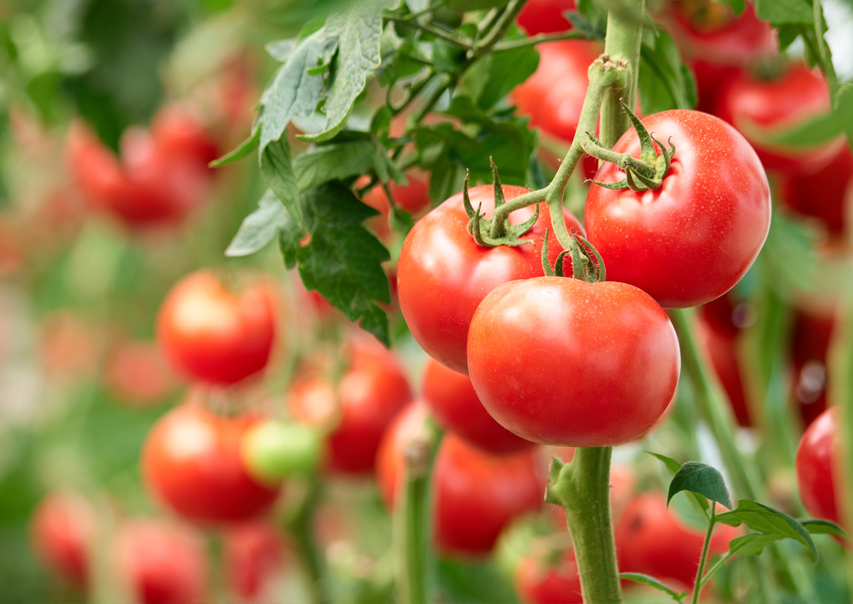 Tomates del futuro: biotecnología que revoluciona el cultivo con 85% menos espacio