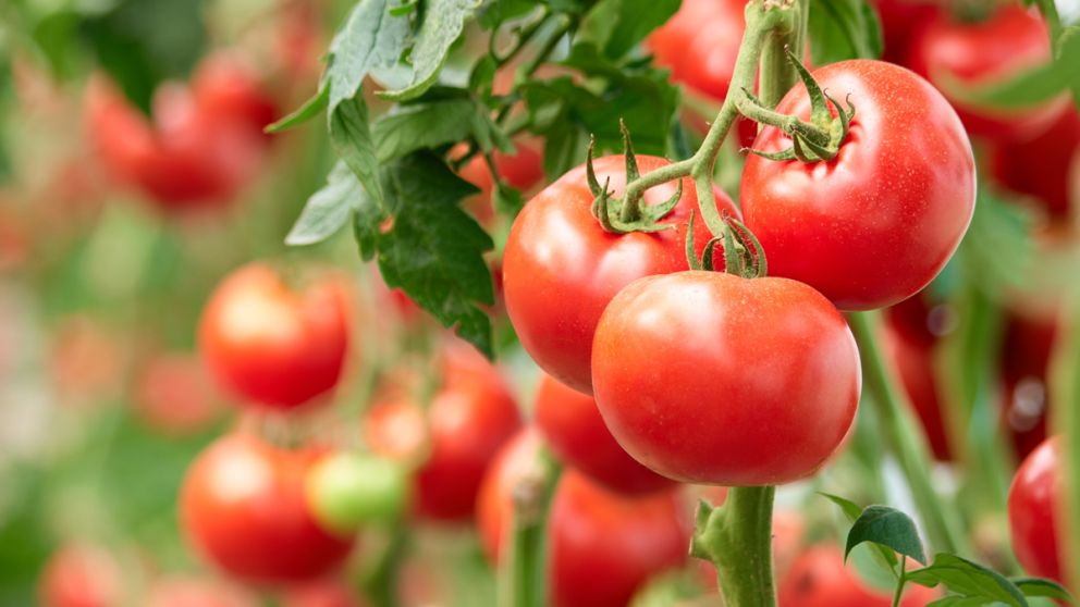 Tomates del futuro: biotecnologa que revoluciona el cultivo con 85% menos espacio