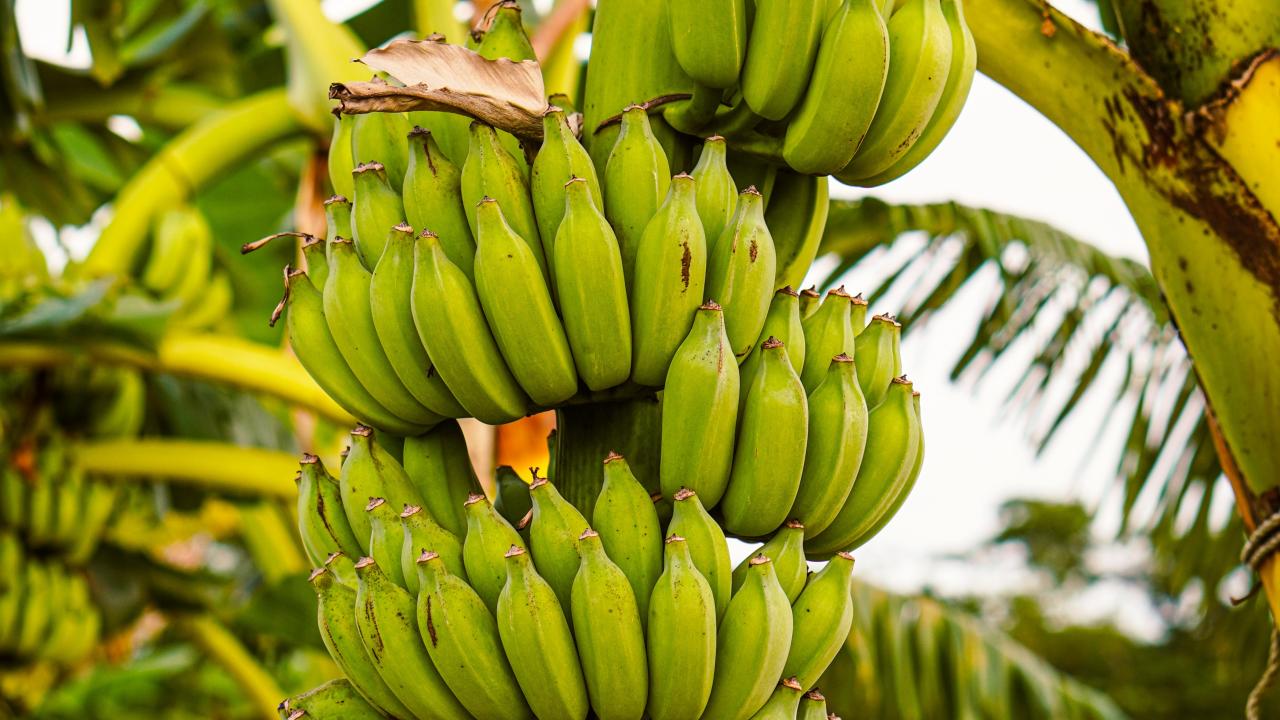 Tensión en Oriente Medio enciende alertas sobre las exportaciones de banano ecuatoriano