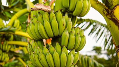 Tensión en Oriente Medio enciende alertas sobre las exportaciones de banano ecuatoriano