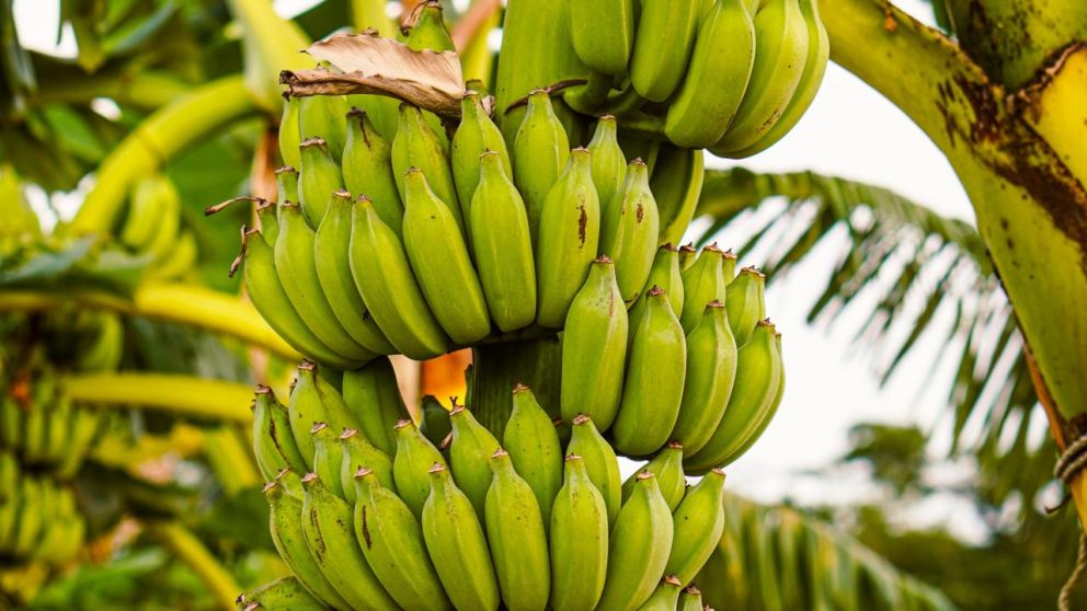 Tensin en Oriente Medio enciende alertas sobre las exportaciones de banano ecuatoriano