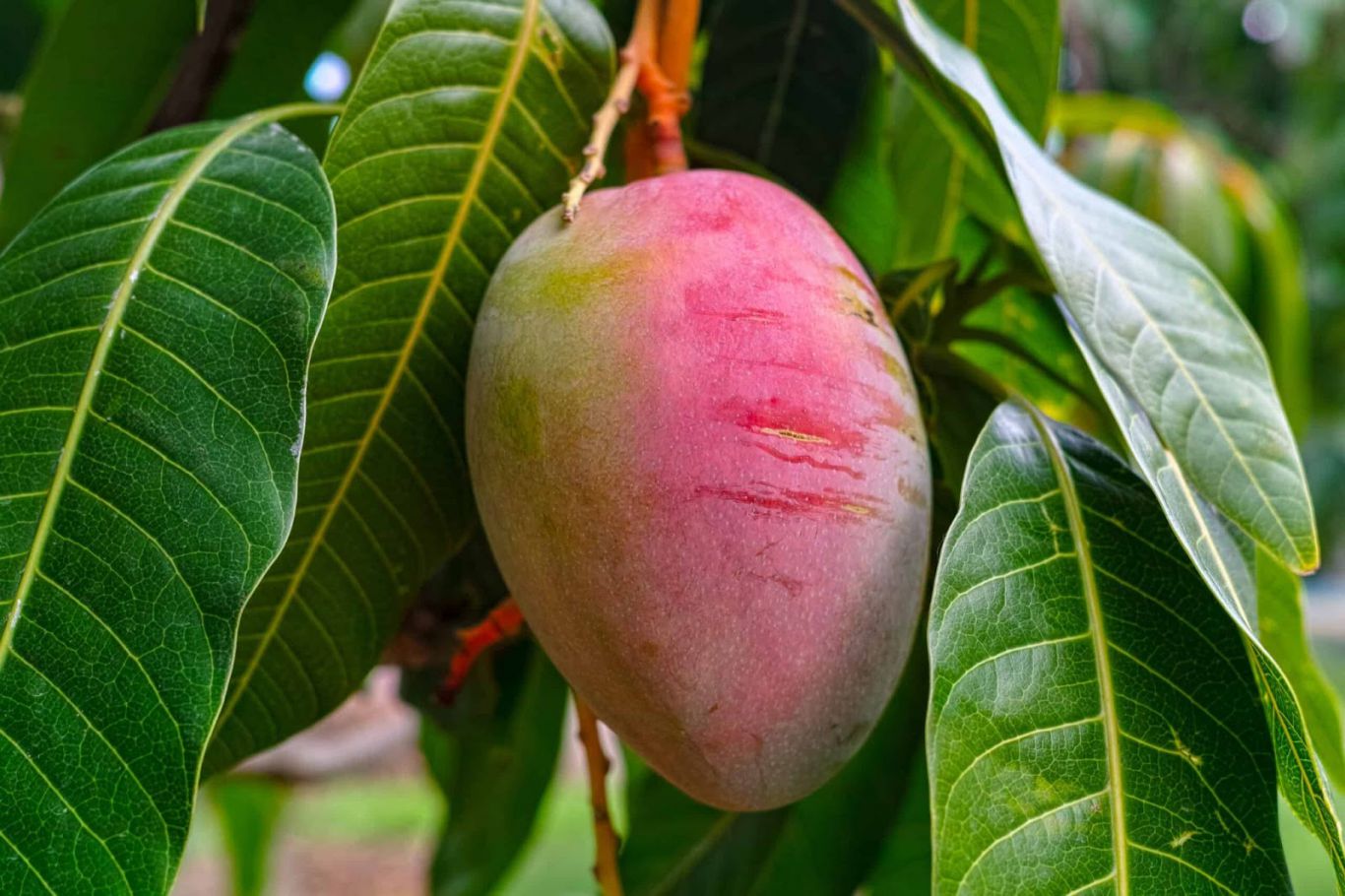 Mangos sin mercado: la sobreproducción golpea al agro dominicano y enciende alarmas
