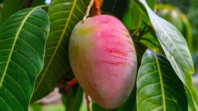 Mangos sin mercado: la sobreproducción golpea al agro dominicano y enciende alarmas