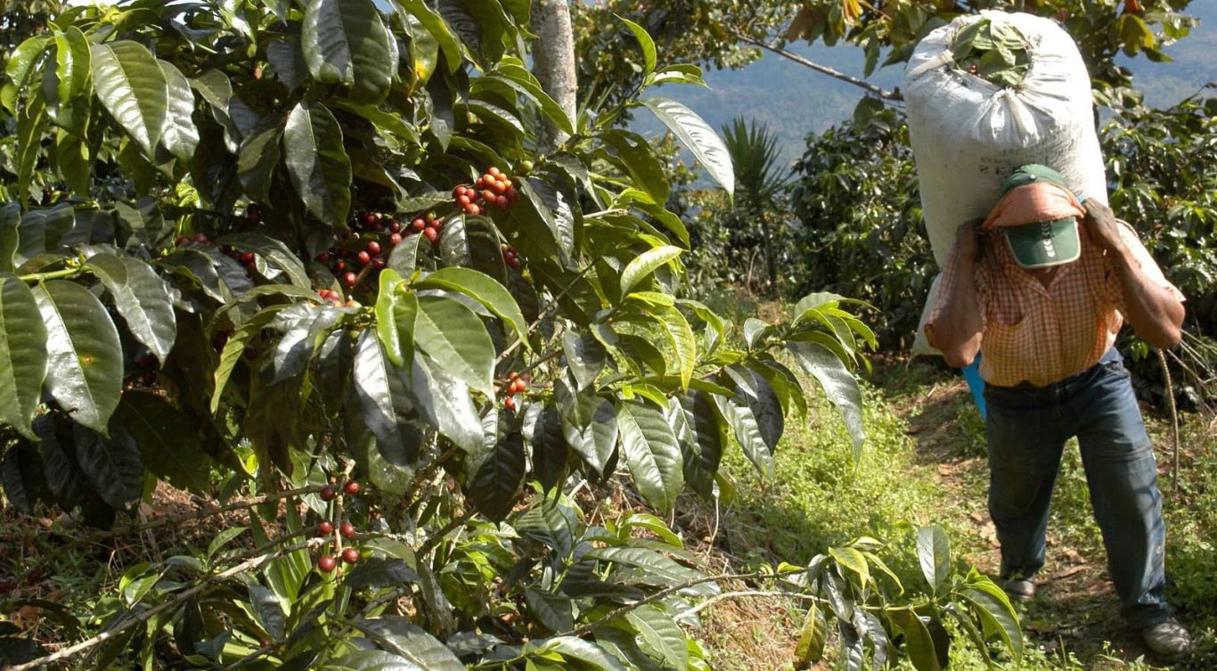 Uruguay y el Café: ¿Una revolución agrícola en marcha por el cambio climático?