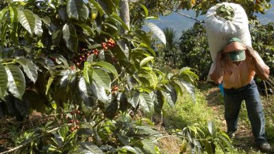 Uruguay y el Café: ¿Una revolución agrícola en marcha por el cambio climático?