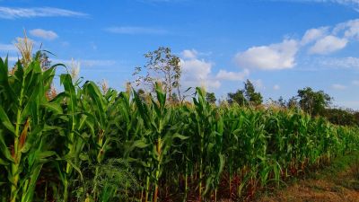 Alerta roja en el campo colombiano: inseguridad jurídica y violencia amenazan la producción