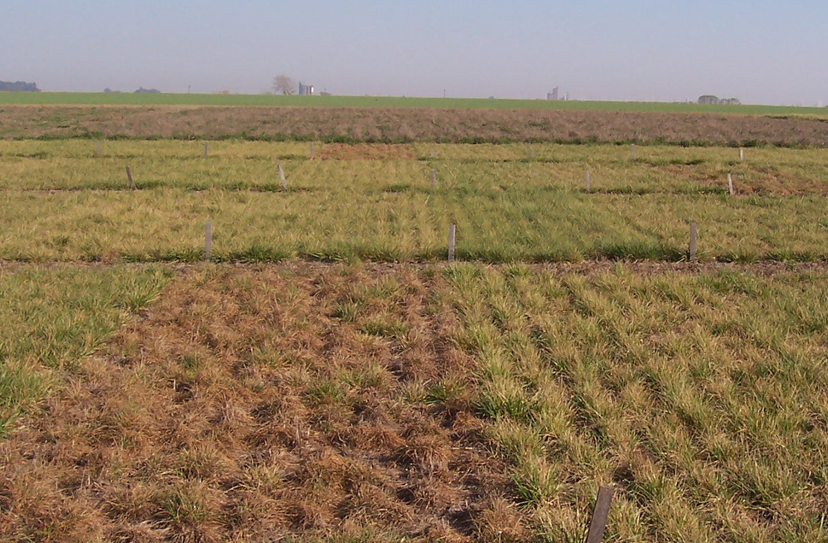 Festuca Alta: Cómo optimizar la fertilización con nitrógeno según el cultivar