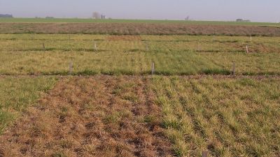 Festuca Alta: Cómo optimizar la fertilización con nitrógeno según el cultivar