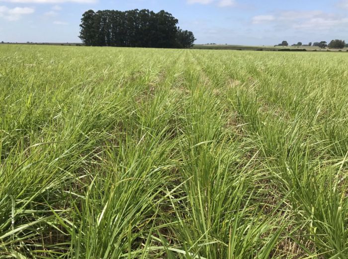 Festuca Alta: Cómo optimizar la fertilización con nitrógeno según el cultivar
