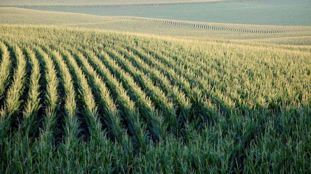 Illinois crops in limbo: Will they bounce back?