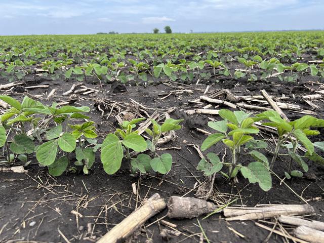 Illinois crops in limbo: Will they bounce back?