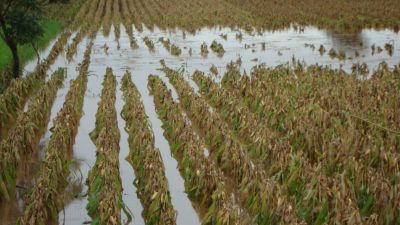 Honduras en alerta: onda tropical y lluvias intensas presionan al campo nacional