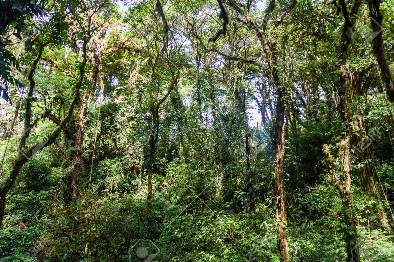 Bosques en declive: la silvicultura golpea a la economía rural de Nicaragua