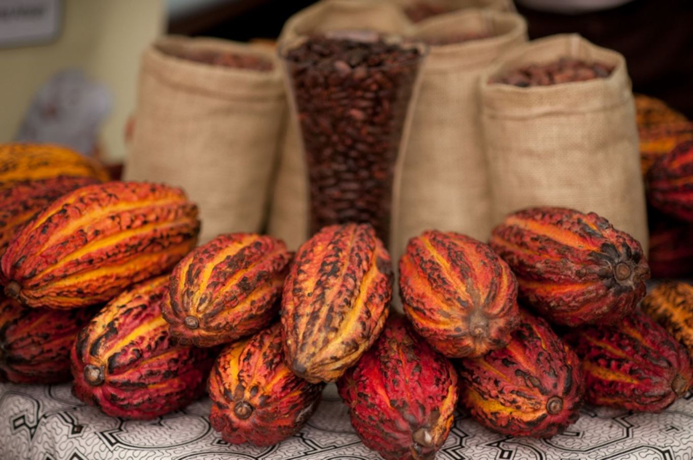 Cacao peruano premium: certificaciones que abren puertas y desafían la volatilidad