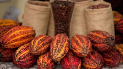 Cacao peruano premium: certificaciones que abren puertas y desafían la volatilidad