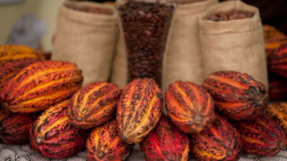 Cacao peruano premium: certificaciones que abren puertas y desafan la volatilidad