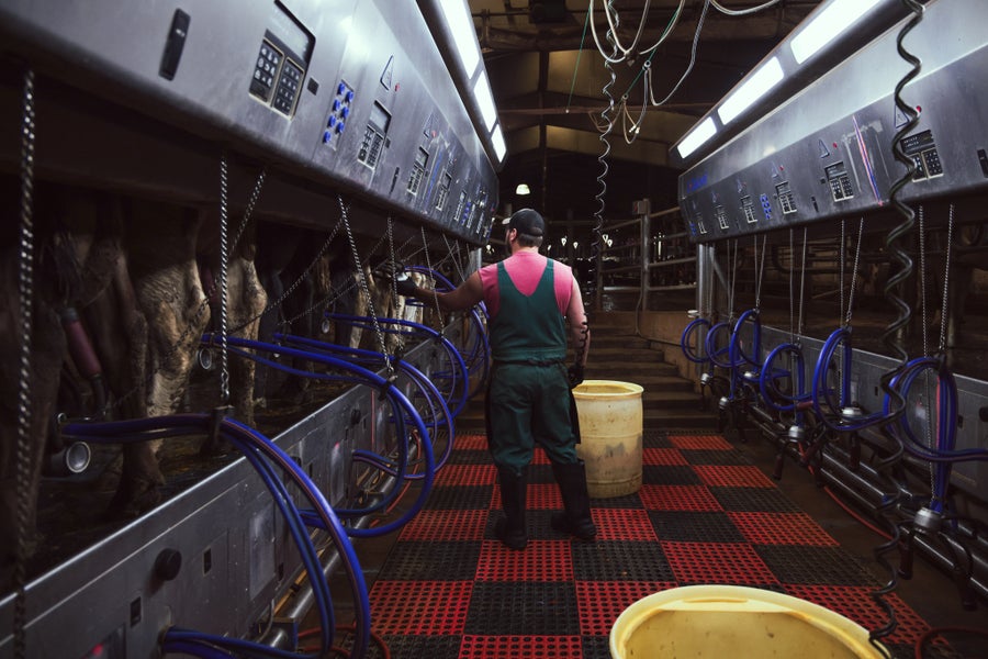 Unexpected jump of bird flu into dairy cattle raises alarm across U.S. farms
