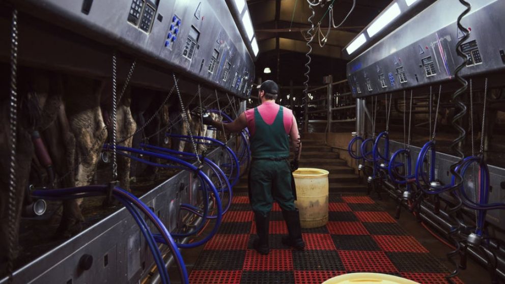 Unexpected jump of bird flu into dairy cattle raises alarm across U.S. farms