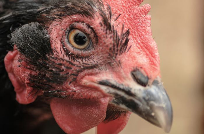 Unexpected jump of bird flu into dairy cattle raises alarm across U.S. farms