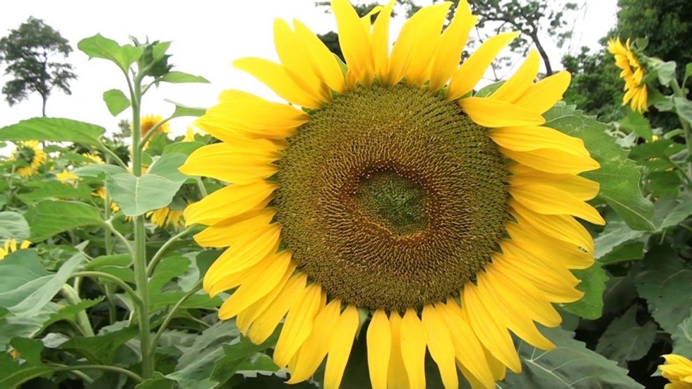 Inteligencia artificial revoluciona el girasol: SunPheno detecta estadios clave con fotos de celular