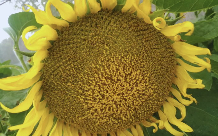 Inteligencia artificial revoluciona el girasol: SunPheno detecta estadios clave con fotos de celular