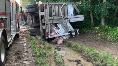 Chaos on route 40: Dozens of hogs euthanized after smithfield truck flips in virginia