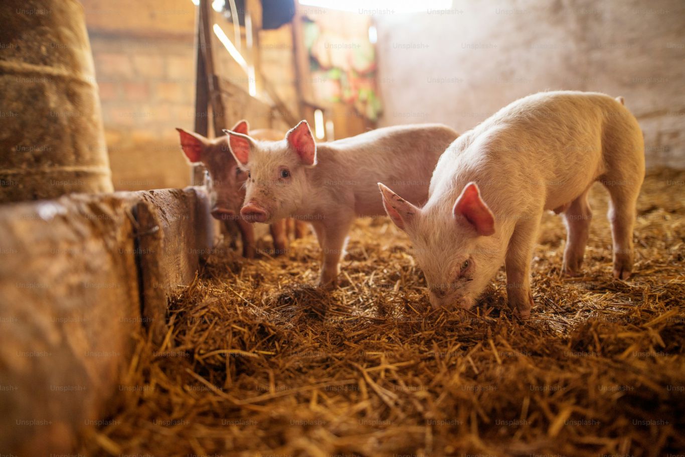 Colombia refuerza su mercado porcino: crecen las exportaciones y la producción local