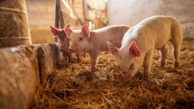 Colombia refuerza su mercado porcino: crecen las exportaciones y la producción local
