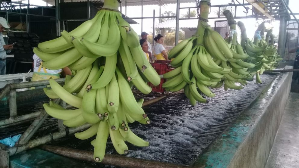Guatemala monitorea el banano desde el espacio: alianza con Taiwn en pie de lucha contra el hongo Fusarium TR4