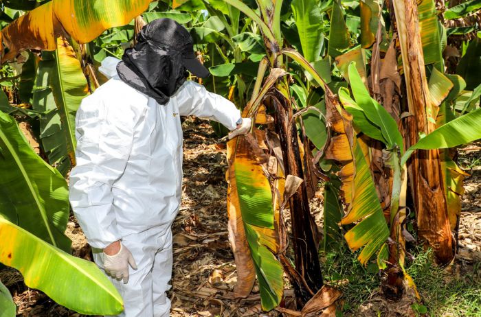Guatemala monitorea el banano desde el espacio: alianza con Taiwán en pie de lucha contra el hongo Fusarium TR4