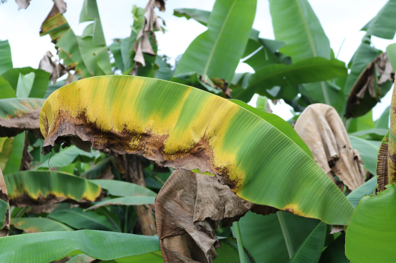 Guatemala monitorea el banano desde el espacio: alianza con Taiwán en pie de lucha contra el hongo Fusarium TR4