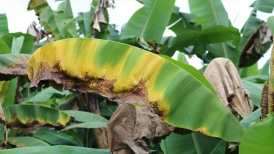 Guatemala monitorea el banano desde el espacio: alianza con Taiwán en pie de lucha contra el hongo Fusarium TR4