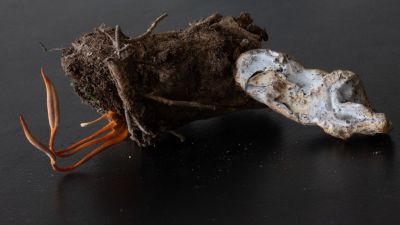 Invernaderos sin plaga: la apuesta biológica que emerge del laboratorio al campo