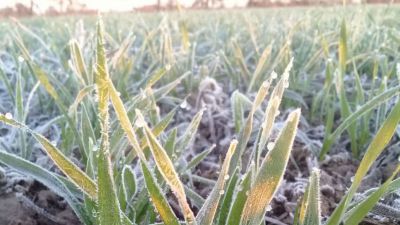 Trigo en alerta tras lluvias y heladas en Río Grande do Sul: ¿será necesario resembrar?