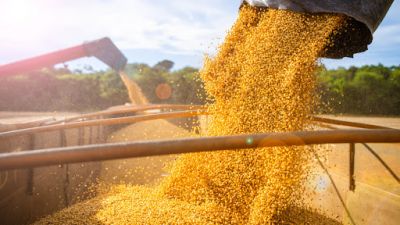 Soja brasileña presionada: precios caen pese a fuerte demanda externa