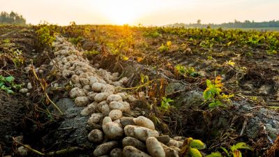Papa Pastusa en crisis: caída de precios y competencia extranjera ponen al campo al borde
