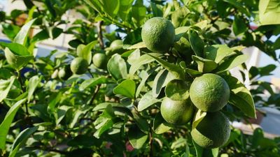 Colombia multiplica sus envíos de limón Tahití: ¿la próxima estrella del agro latinoamericano?