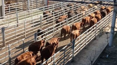 Vacas en alza: el dato inesperado que sorprendió al Mercado de Cañuelas