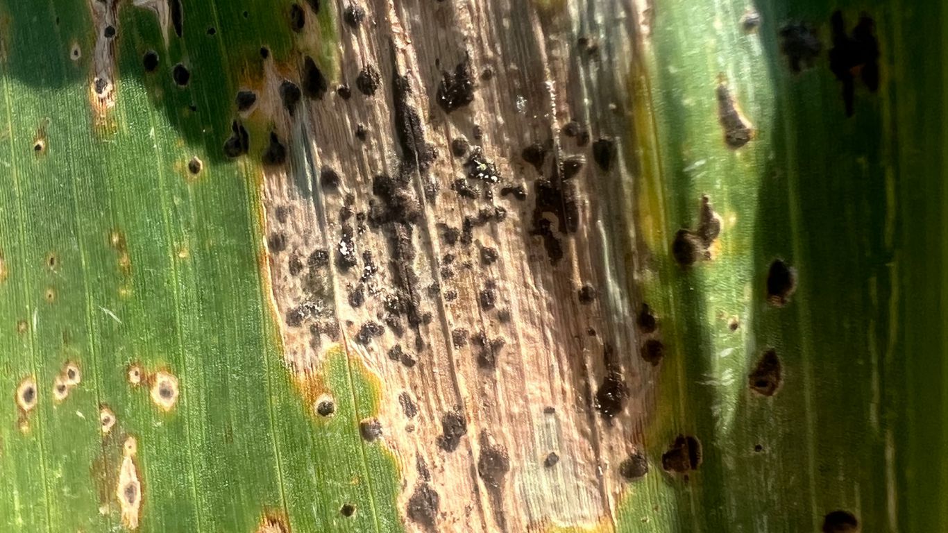 Tar Spot hits Nebraska Corn: 14 Counties now affected